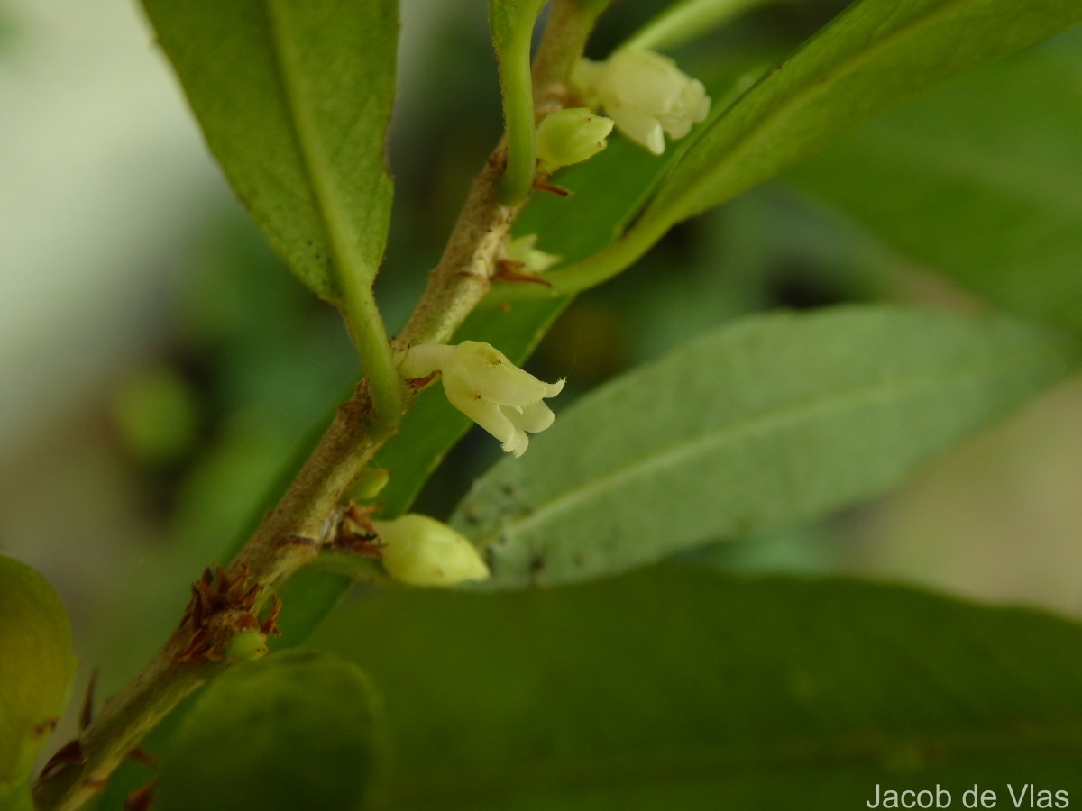 Rinorea decora (Trimen) Melch.